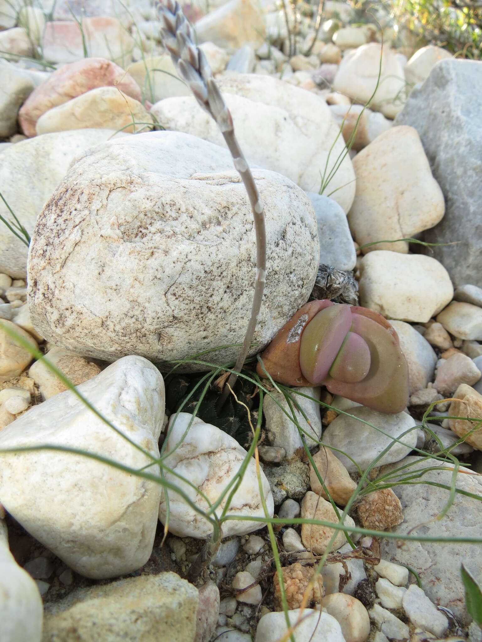 Image of Cederberg haworthia