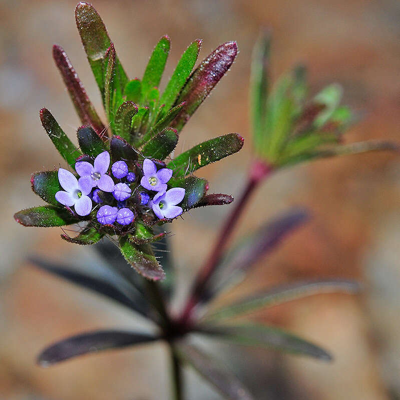 Imagem de Asperula arvensis L.