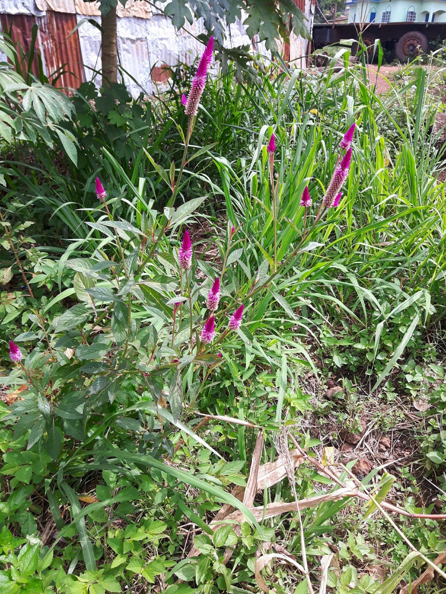 Imagem de Celosia argentea L.