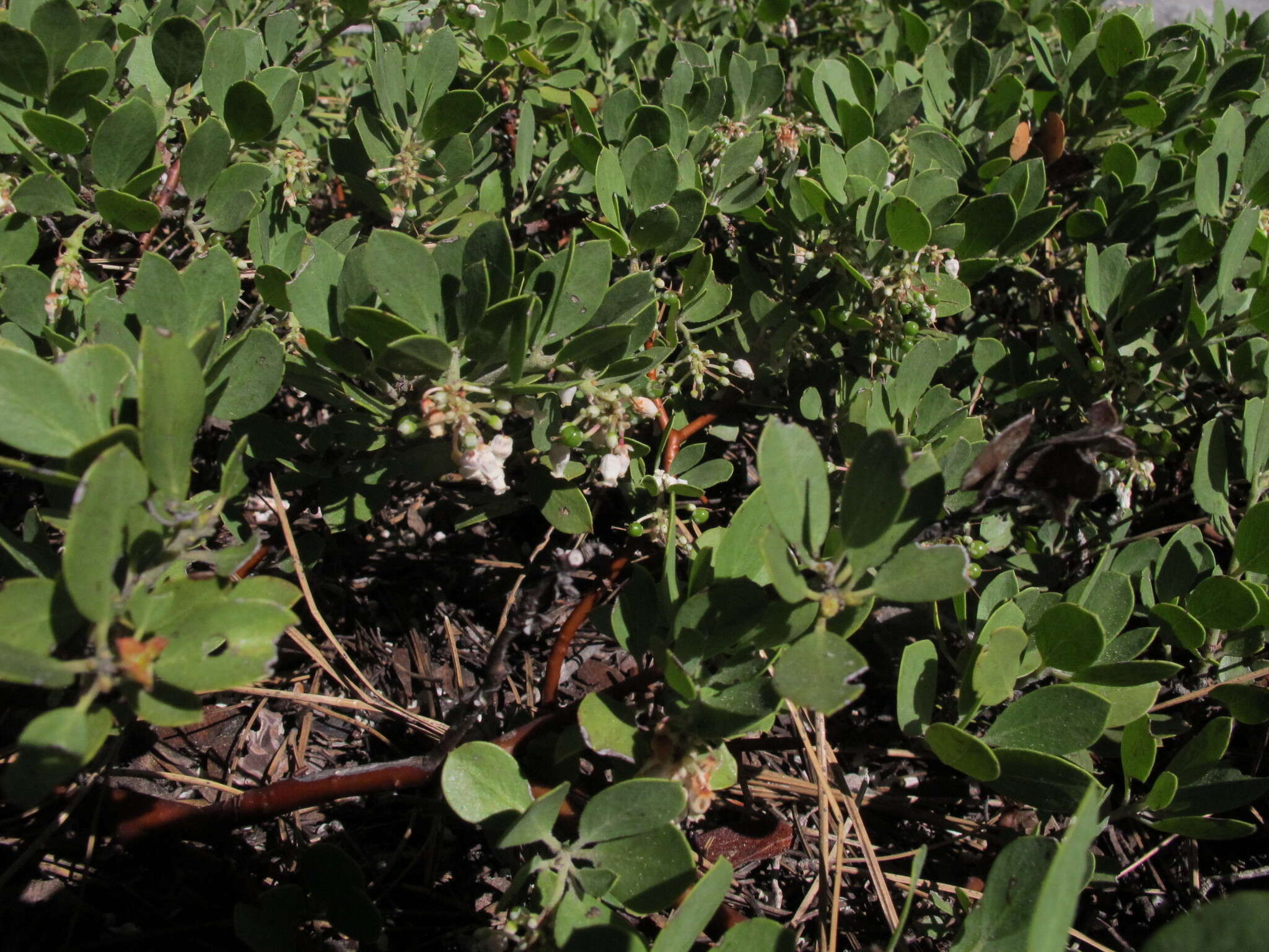 Imagem de Arctostaphylos nevadensis A. Gray