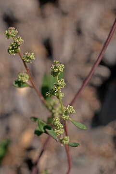 Chenopodium acuminatum Willd.的圖片