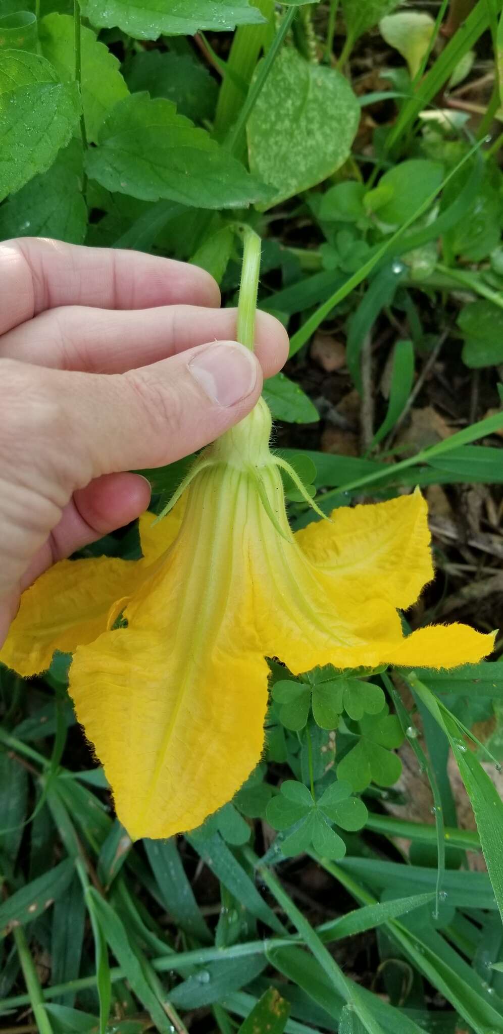 صورة Cucurbita melopepo var. ozarkana (Deck.-Walt.) G. L. Nesom