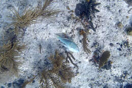 Image of Yellowtail parrotfish