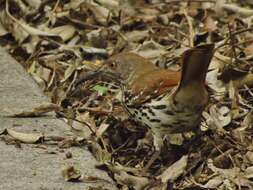 صورة Toxostoma longirostre (Lafresnaye 1838)