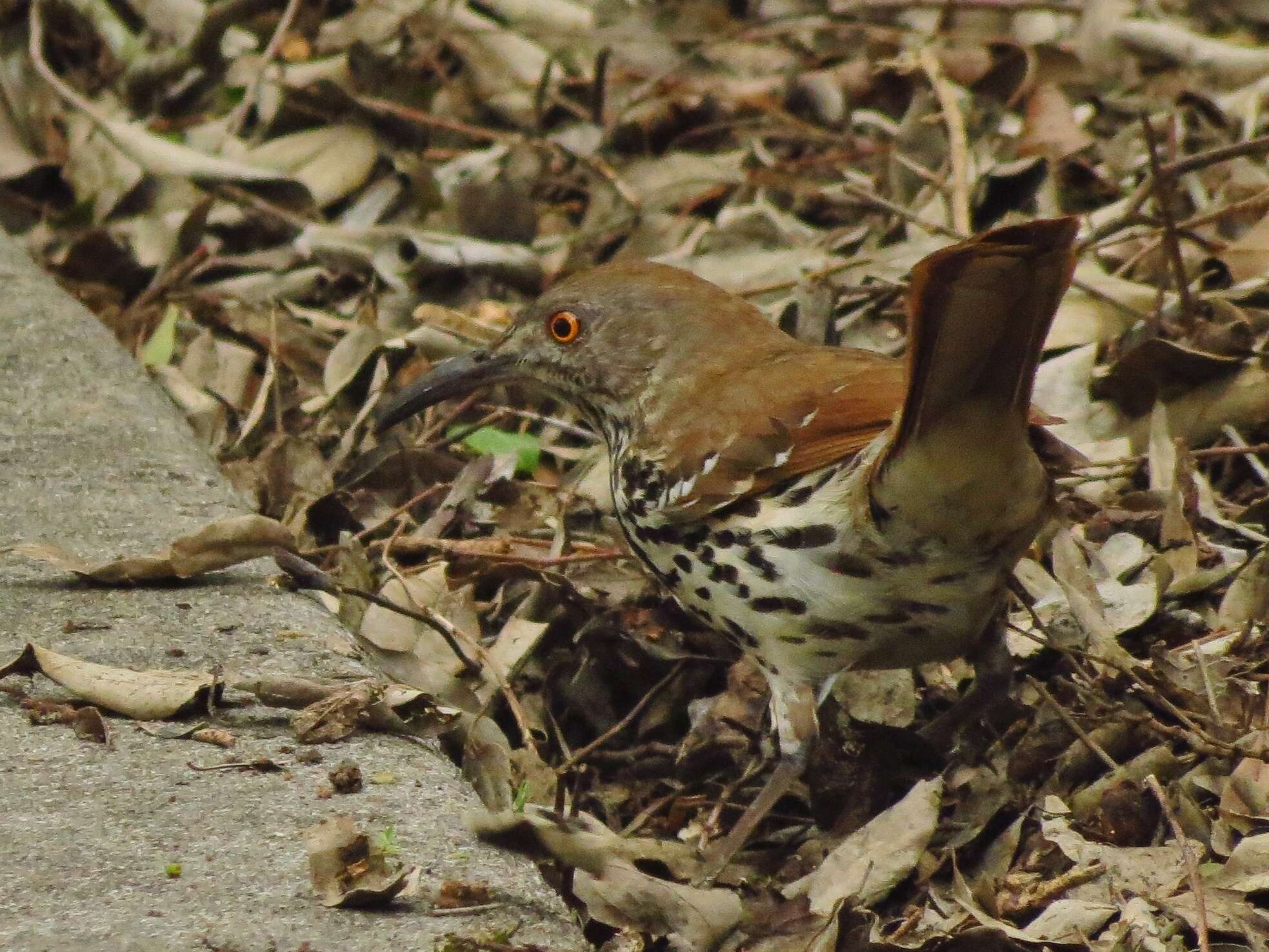 Image of Long-billed Thrasher