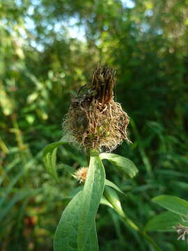 Image of Centaurea phrygia subsp. pseudophrygia (C. A. Mey.) Gugl.