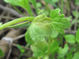 Image of Peronospora arvensis