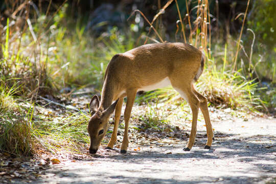 Image of Key deer