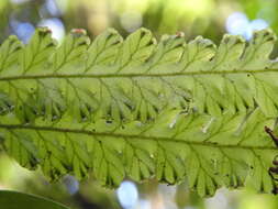 Image of jeweled bristle fern