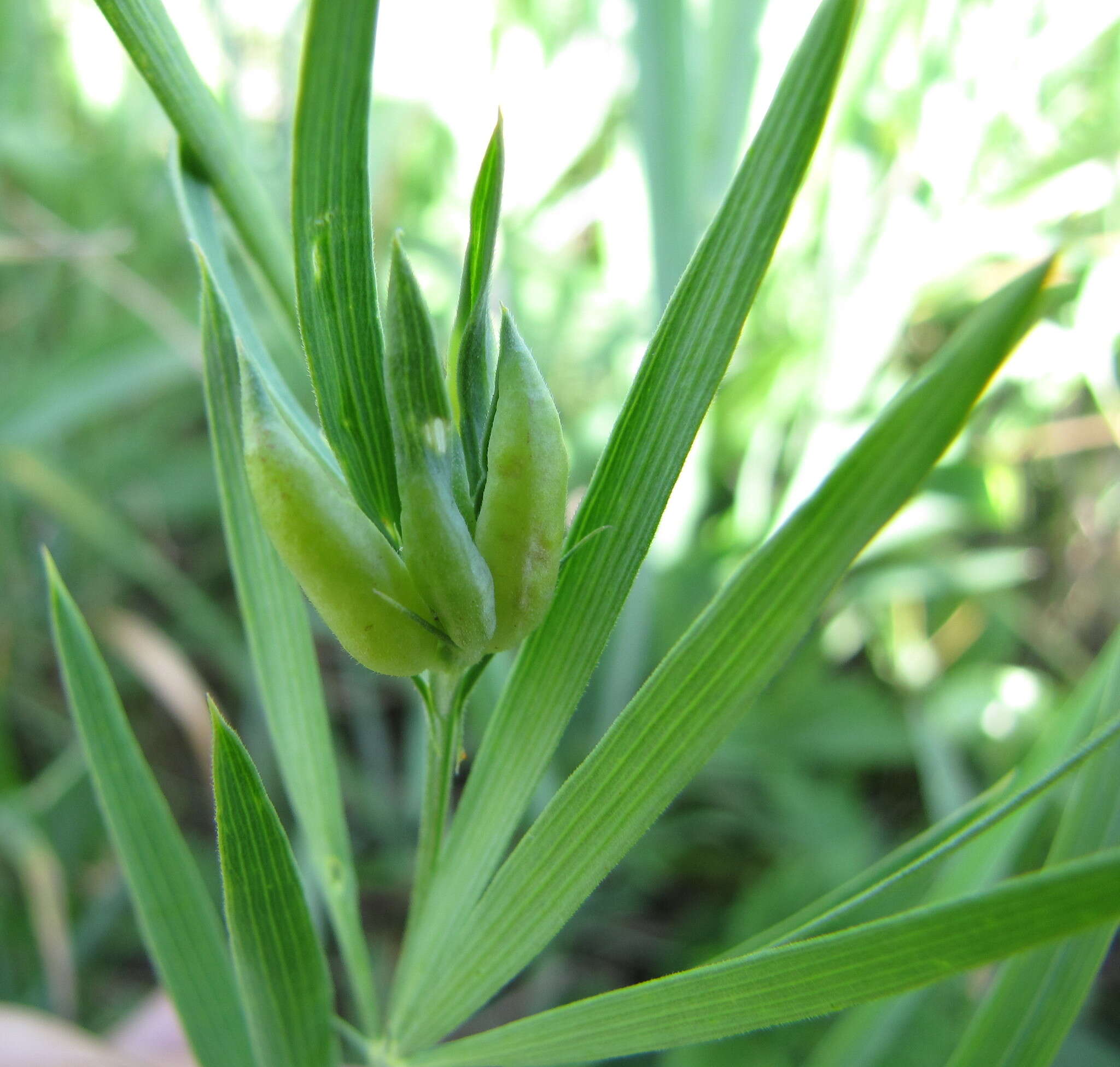 Image of Lathyrus pannonicus subsp. collinus (J. Ortmann) Soo