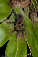 Image of Avicularia hirschii Bullmer, Thierer-Lutz & Schmidt 2006