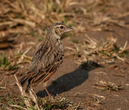 Image of Bengal Bush Lark