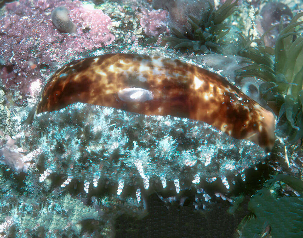 Image of Pseudozonaria annettae (Dall 1909)