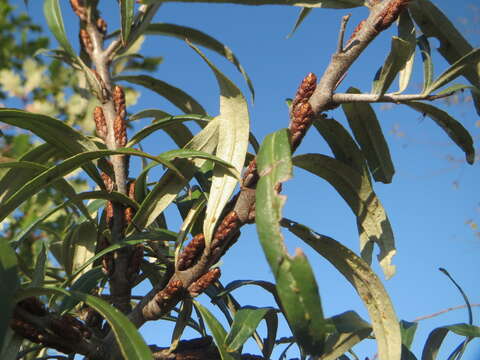 Image of Sea-buckthorn