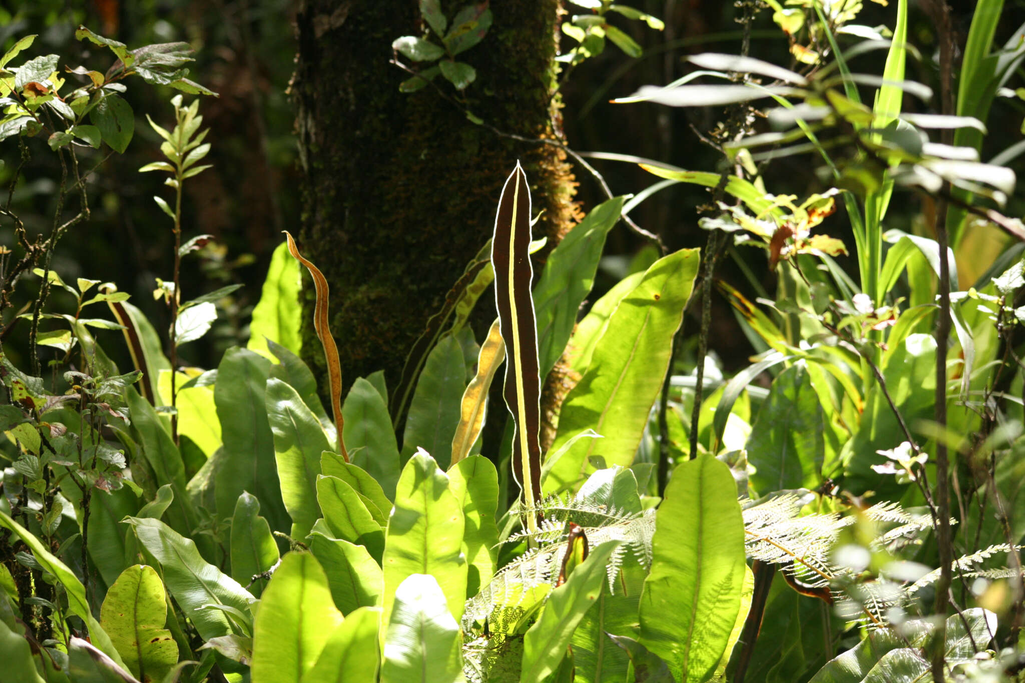 Elaphoglossum aemulum (Kaulf.) Brack.的圖片