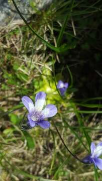 Imagem de Pinguicula leptoceras Rchb.