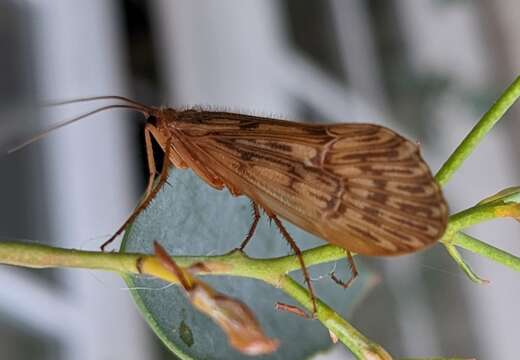 Image of Halesus radiatus (Curtis 1834)