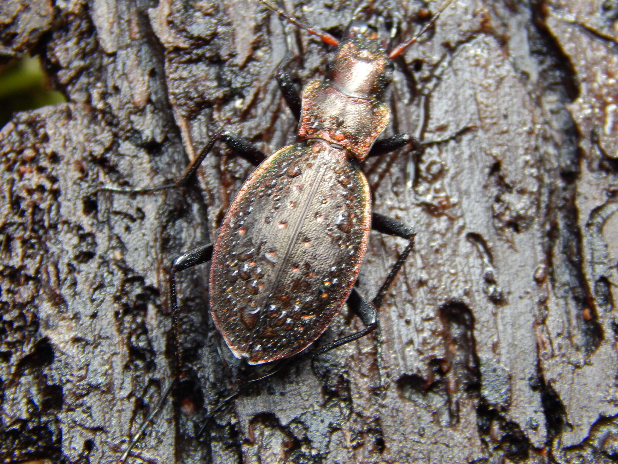 Image of Carabus (Platycarabus) irregularis Fabricius 1792