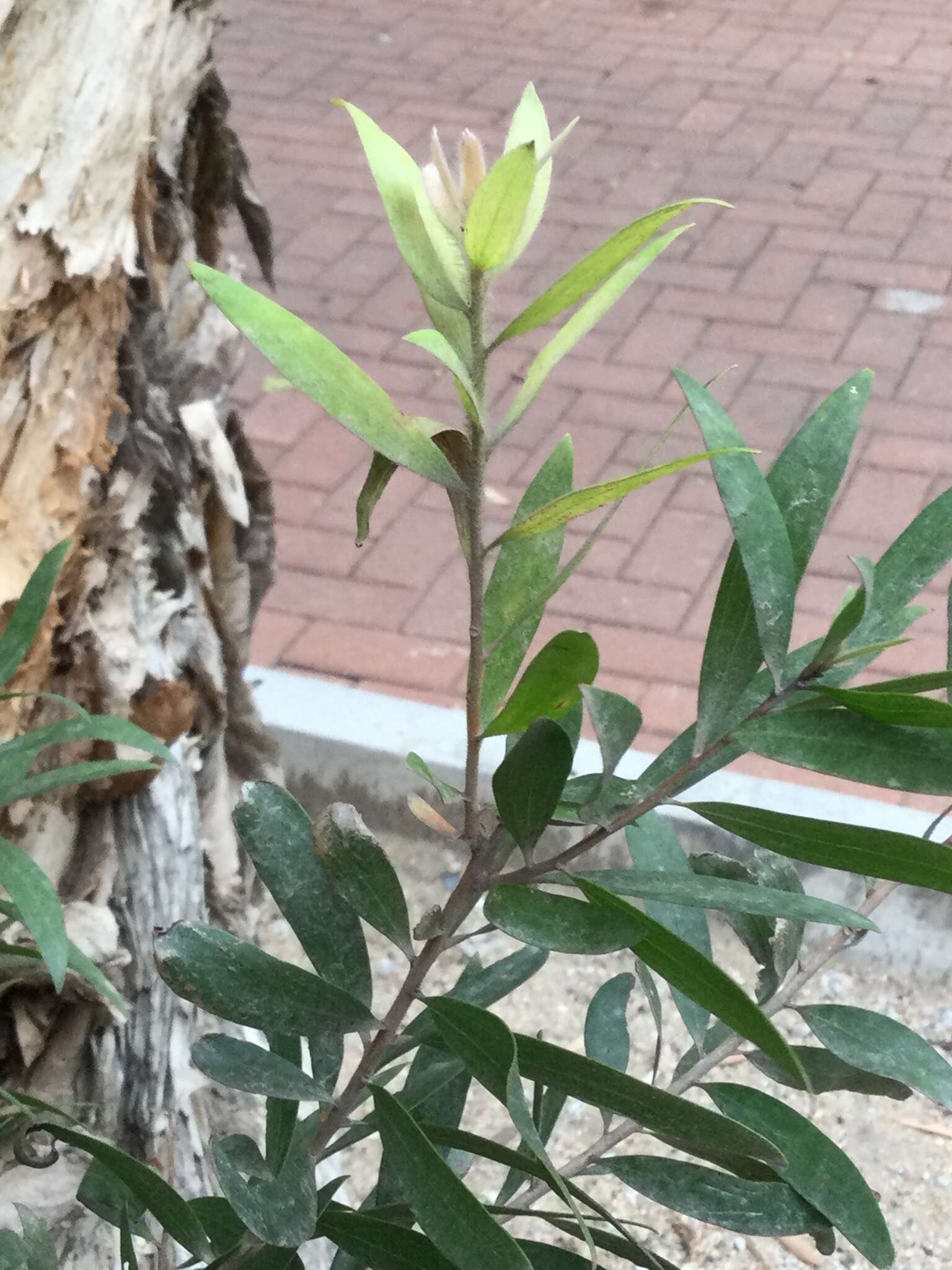 Image of Melaleuca leucadendra (L.) L.