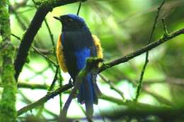 Image of Rufous-bellied Niltava