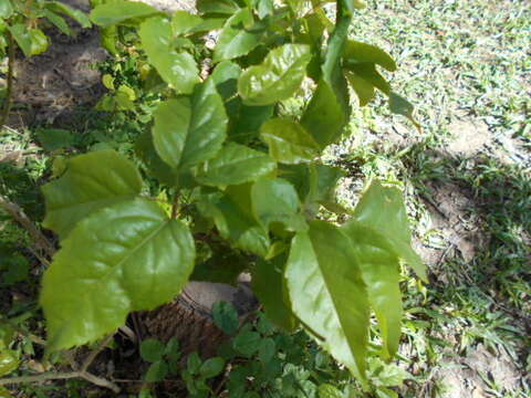 Imagem de Handroanthus heptaphyllus (Mart.) Mattos