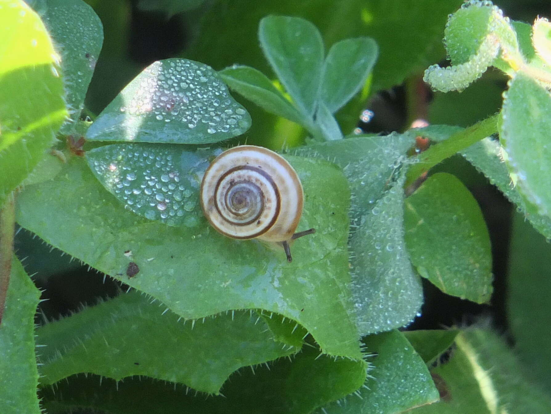 Image of Heath Snail