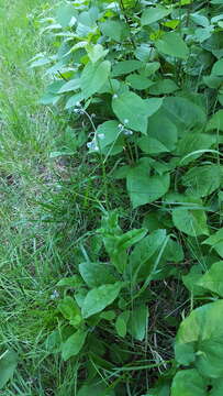 Image of Northern Wild Comfrey