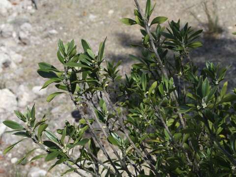 Image of Citharexylum oleinum (Benth. ex Lindl.) Moldenke