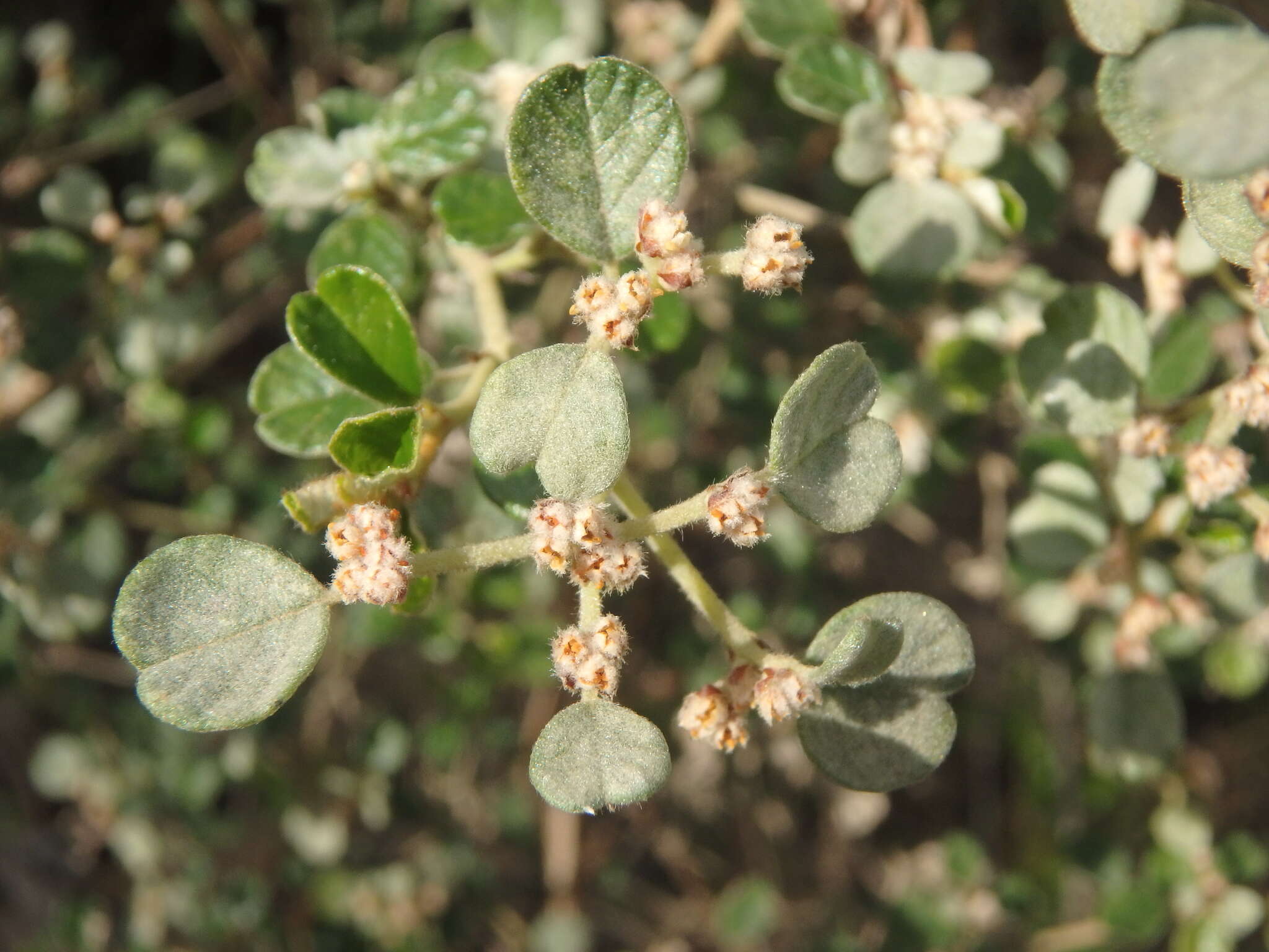 Image of Cryptandra parvifolia (Hook.) Hook. fil.