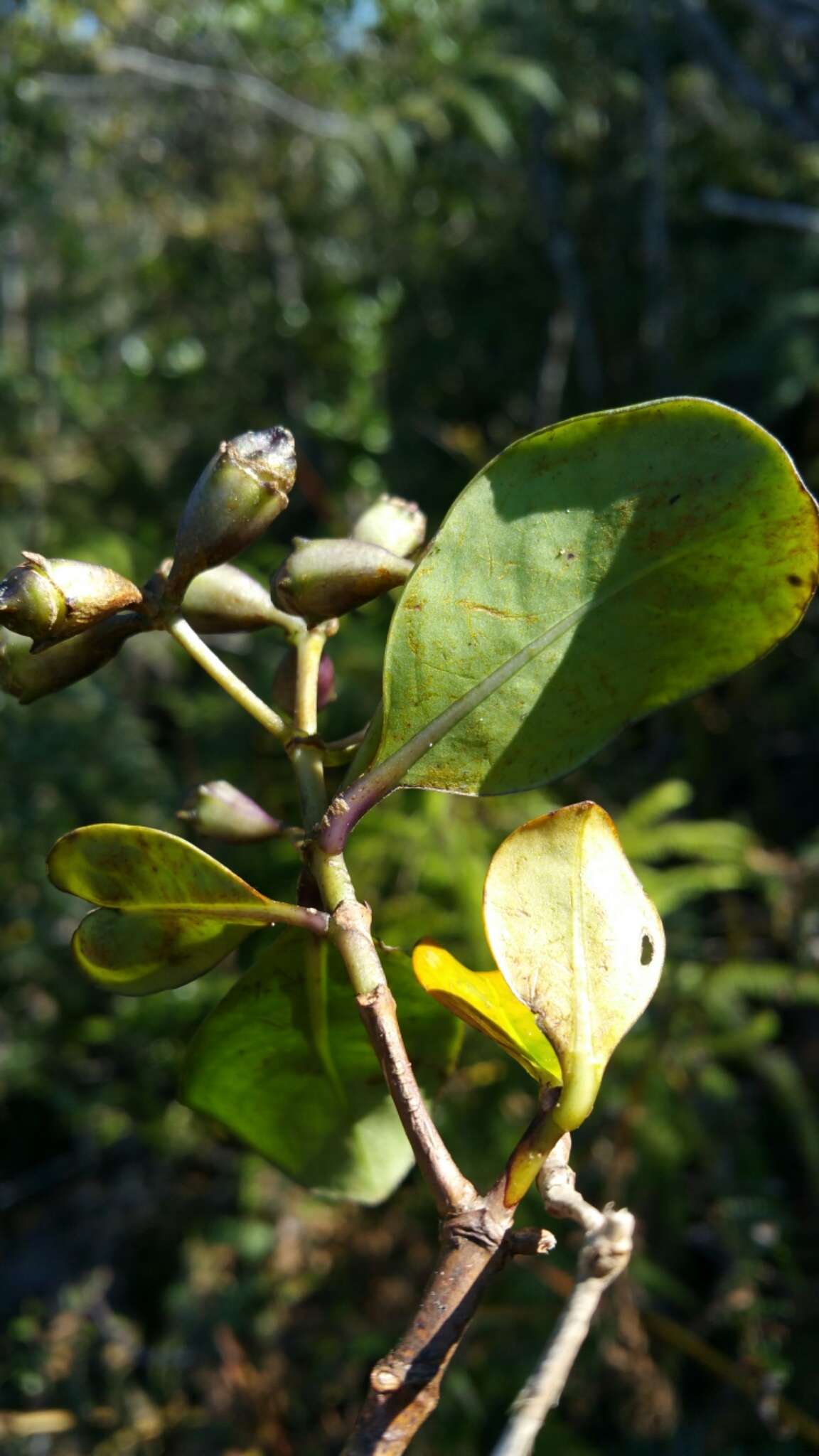 Image de Schismatoclada psychotrioides Baker