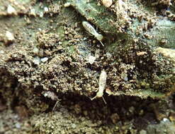 Sivun Reticulitermes flavipes (Kollar 1837) kuva