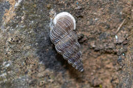 Image of Obscurella bicostulata Gofas 1989