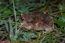 Image of Iberian Midwife Toad