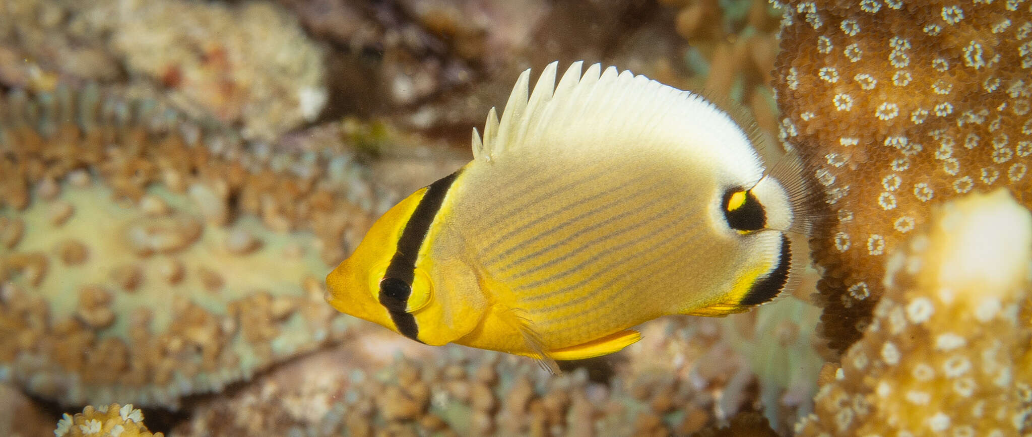 Image of Spot-tail Butterfly Fish