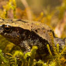 Image of Walker's Sierra Frog