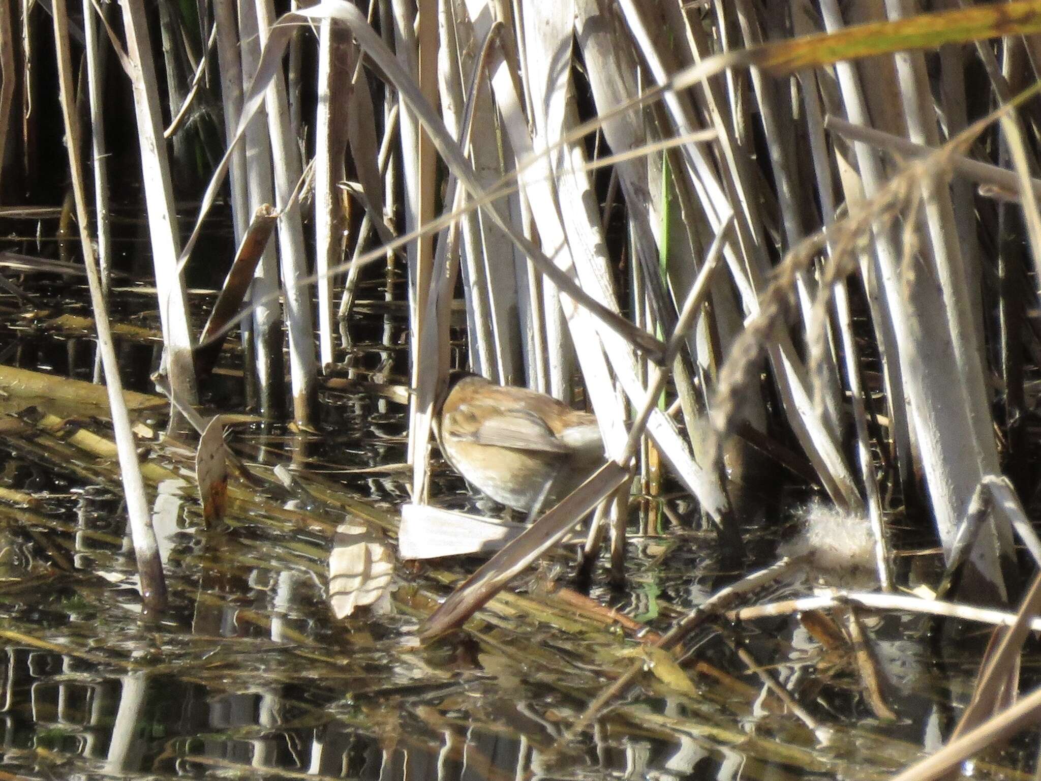 Image of Moustached Warbler