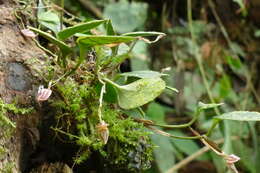 Image of Pleurothallis miranda Luer