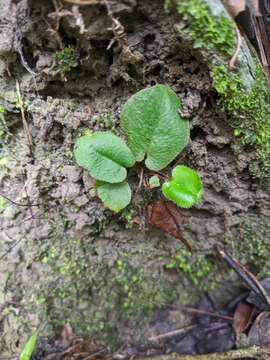 Plancia ëd Mickelopteris cordata (Hook. & Grev.) Fraser-Jenk.