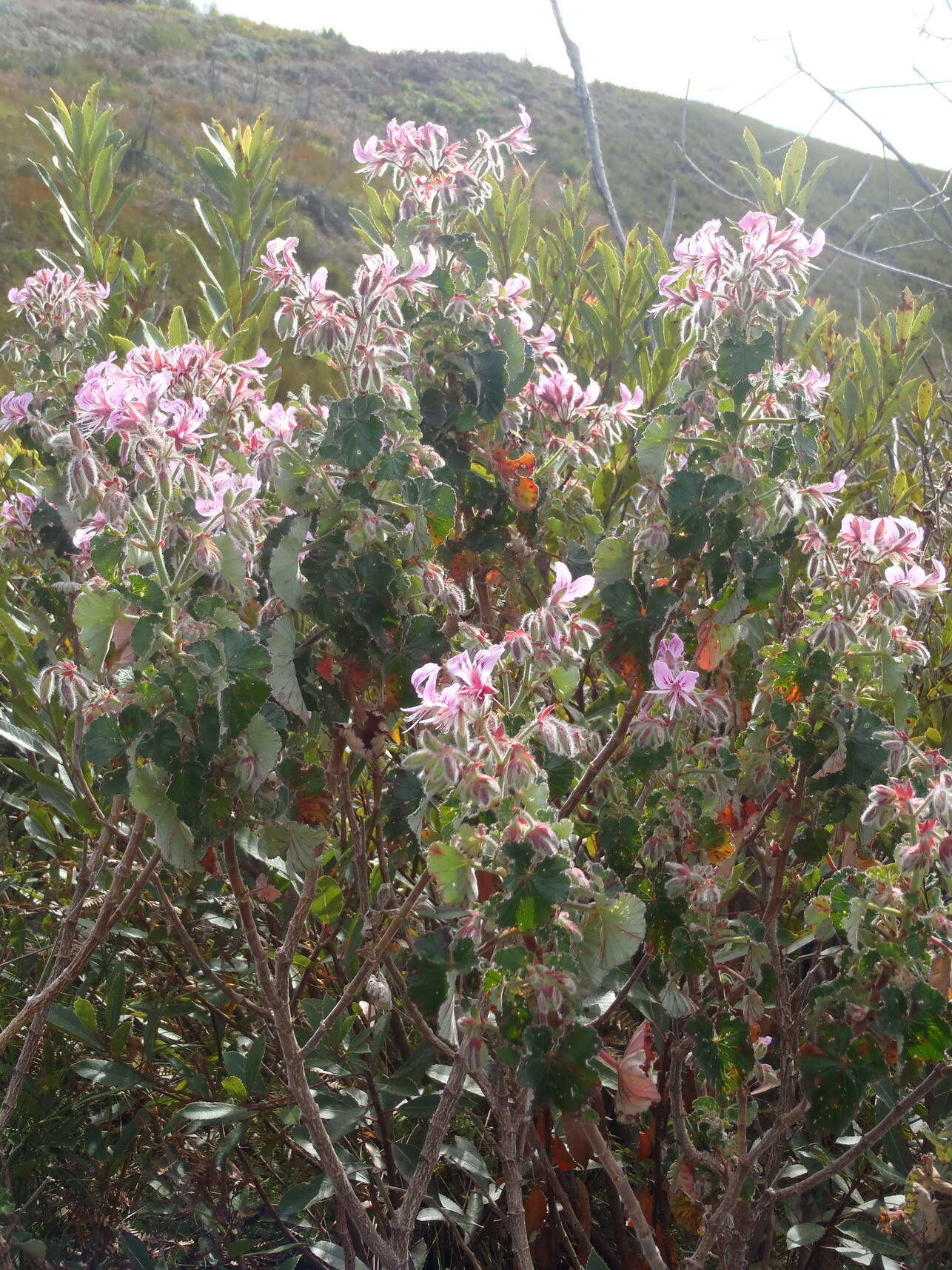 Image of Heart-leaved pelagonium