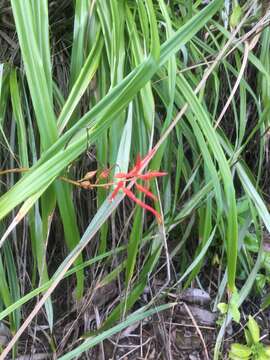 Image of Pitcairnia integrifolia Ker Gawl.