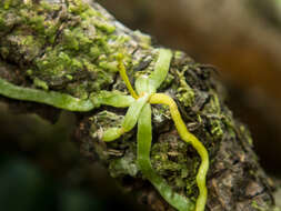 Image de Taeniophyllum pusillum (Willd.) Seidenf. & Ormerod