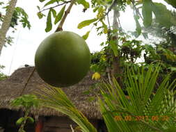 Image of common calabash tree