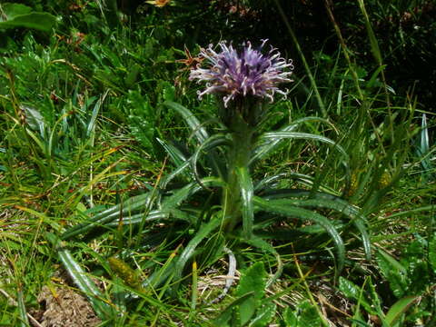 Saussurea pygmaea (Jacq.) Spreng.的圖片