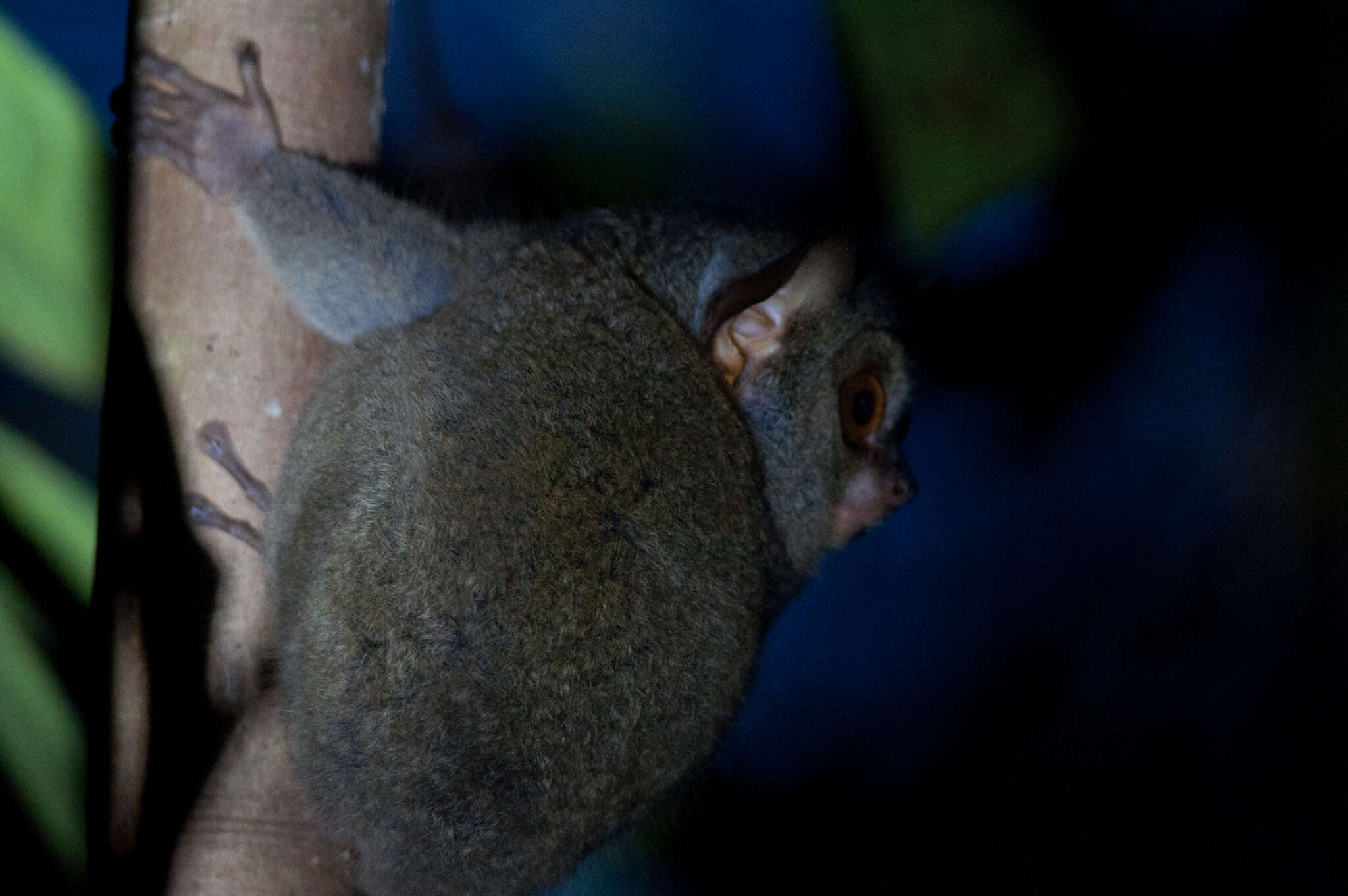 Image of Peleng Island tarsier