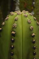 Image of Myrtillocactus schenckii (J. A. Purpus) Britton & Rose