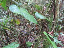 Image of Anthurium caramantae Engl.