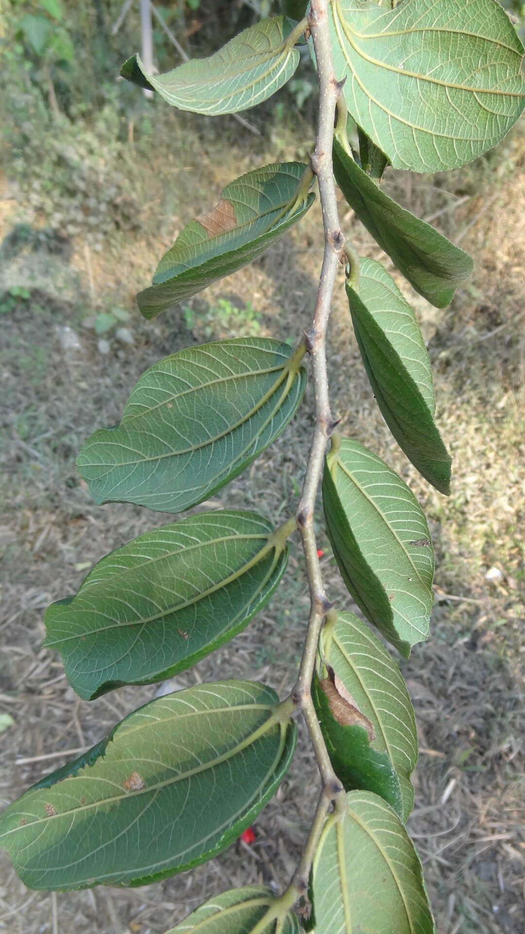 Ziziphus rugosa Lam. resmi