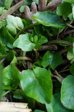 Image of Lesser celandine