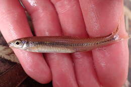 Image of Palezone Shiner