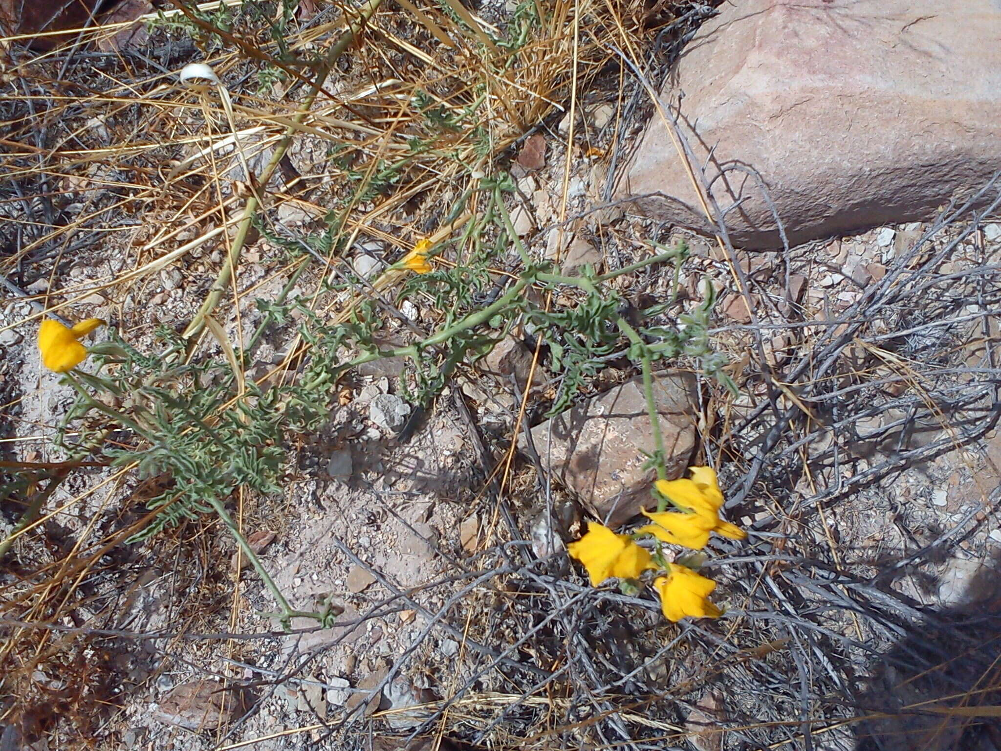 Image of Peruvian nightshade